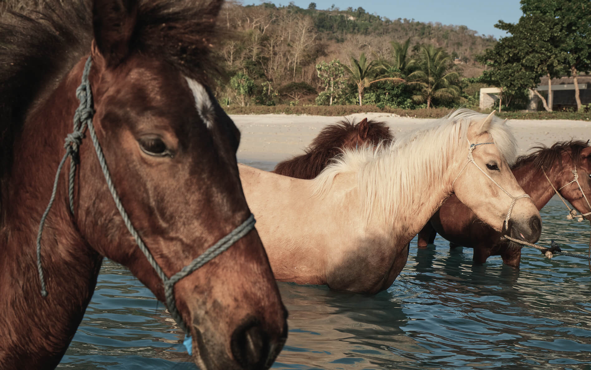 Sandalwood Horses