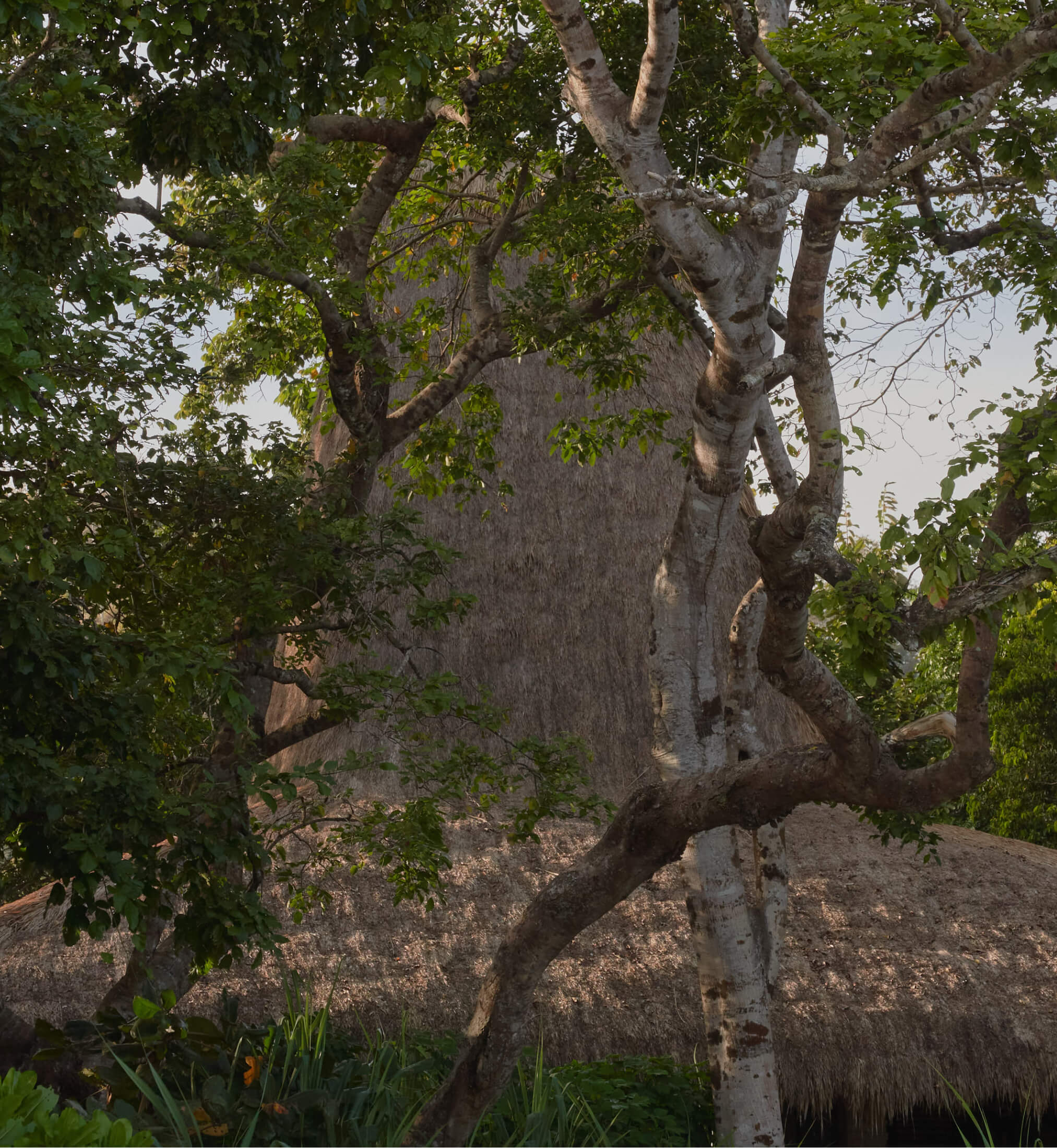 Rooted in Place